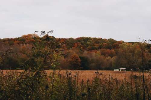 A serene autumn landscape featuring colorful trees, a grassy field, and a small house in the distance.