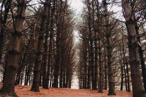 A dense forest of tall, dark trees with a narrow path leading through the center, creating a serene atmosphere.