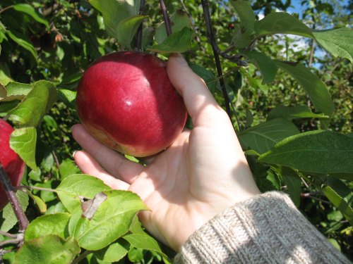 A hand reaching for a shiny red apple on a tree, surrounded by green leaves and a clear blue sky.
