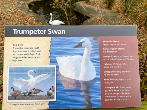 Sign about Trumpeter Swans, detailing their habitat, diet, and conservation status, with an image of the bird.