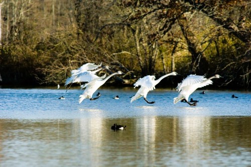 A group of swans takes flight over a calm lake, surrounded by trees and other waterfowl.
