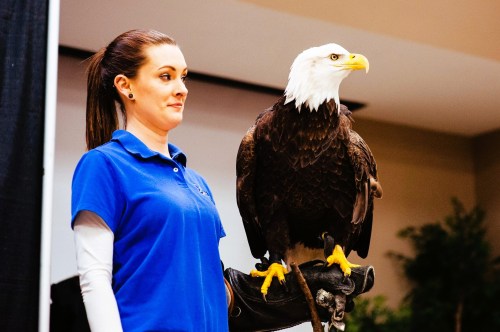 A woman in a blue shirt stands beside a bald eagle perched on her arm, showcasing the bird in a presentation setting.