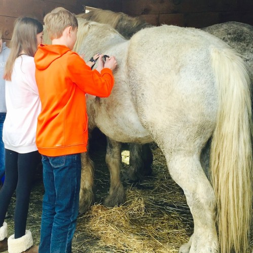 Two children groom a large white horse in a barn, surrounded by straw and other horses.