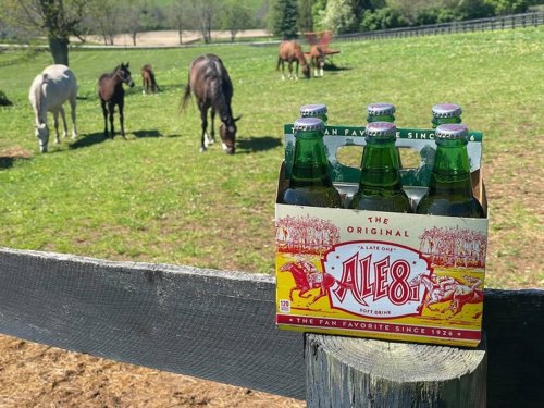 A six-pack of Ale-8 soft drink on a fence, with horses grazing in a green field in the background.