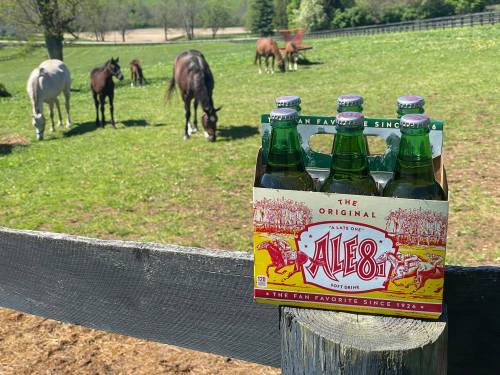 A six-pack of Ale-8 soft drink on a fence, with horses grazing in a green field in the background.