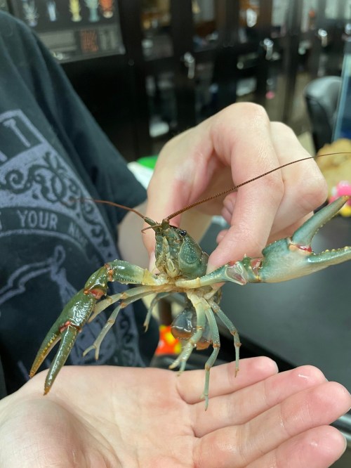 A person holds a large crayfish in their hand, showcasing its claws and vibrant colors against a blurred background.