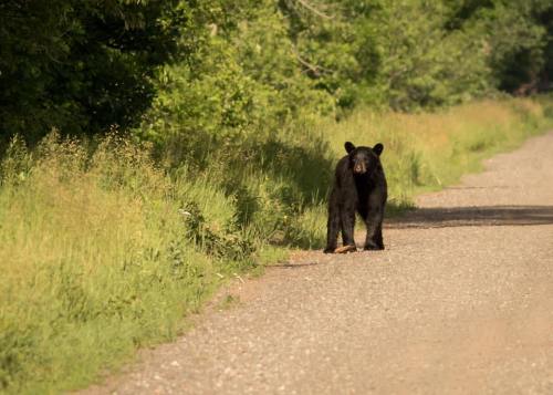A black bear stands on a gravel path surrounded by lush green grass and trees.
