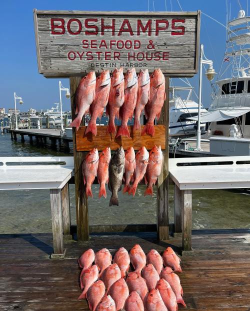 A wooden sign for Boshamps Seafood & Oyster House with a display of fresh fish hanging below, set by a harbor.