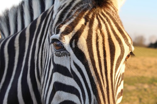 Close-up of a zebra's face, showcasing its striking black and white stripes and expressive eye.