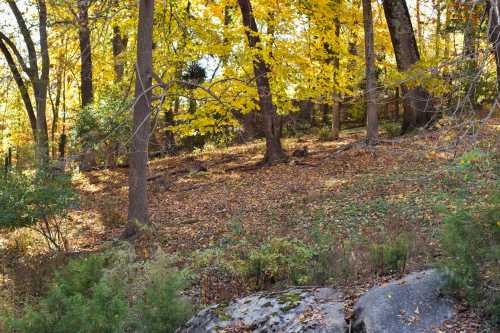 A serene forest scene with vibrant yellow leaves, rocky ground, and trees in autumn.