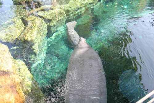 A manatee swims gracefully in clear water, surrounded by rocks and aquatic plants.