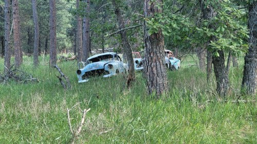 Two vintage cars partially hidden among tall grass and trees in a forested area.