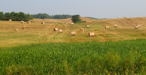 Rolling hills with hay bales scattered across a golden field, bordered by lush green grass under a clear sky.
