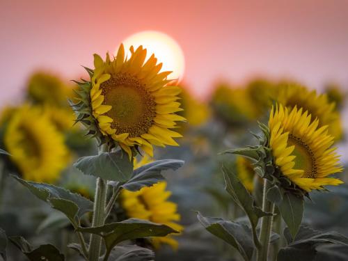 A field of sunflowers in bloom with a vibrant sunset in the background, creating a warm, golden atmosphere.