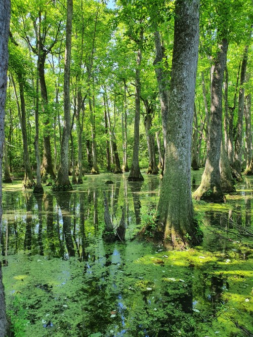 Lush green swamp with tall trees reflecting in still water, surrounded by vibrant foliage and mossy ground.