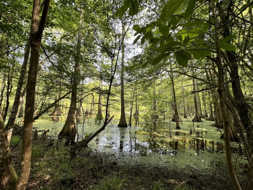 Lush green swamp with tall trees and water covered in green algae, creating a serene natural landscape.