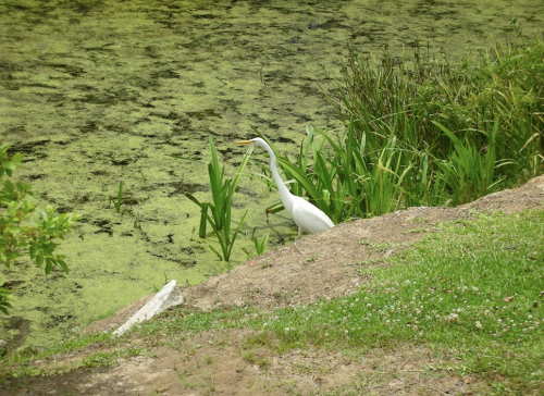 A white heron stands by a pond, surrounded by green plants and algae-covered water.