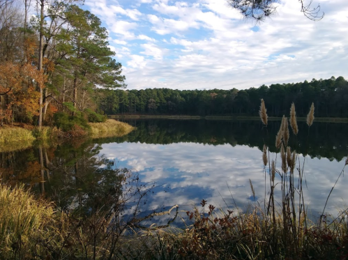 A serene lake surrounded by trees and tall grass, reflecting a cloudy sky and autumn foliage.