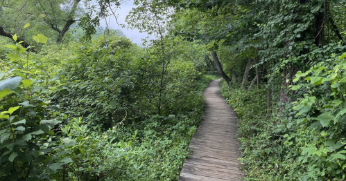 A wooden path winds through a lush, green forest filled with dense foliage and trees.