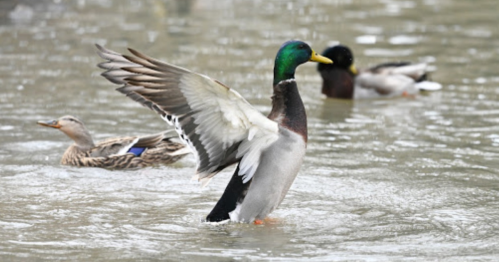 A male mallard duck spreads its wings in a pond, while a female mallard swims nearby.