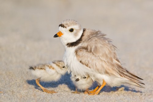 A plover bird stands on sandy ground, with a fluffy chick peeking out from beneath its feathers.