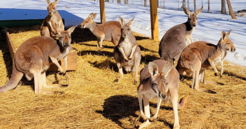 A group of kangaroos standing and resting on straw under a wooden structure in a snowy environment.