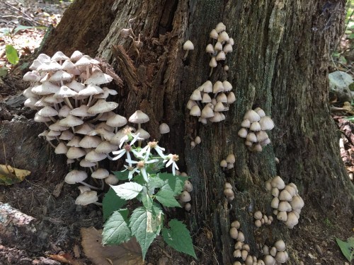 Clusters of small white mushrooms grow at the base of a tree, alongside a delicate white flower and green leaves.