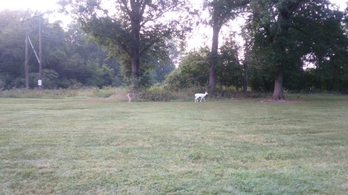 Two deer, one white and one brown, grazing in a grassy area surrounded by trees.