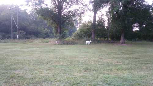 Two deer, one white and one brown, grazing in a grassy area surrounded by trees.