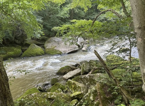A serene river flows through a lush green forest, surrounded by moss-covered rocks and trees.