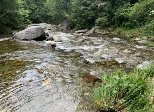 A serene river flows over smooth stones, surrounded by lush green trees and grass.