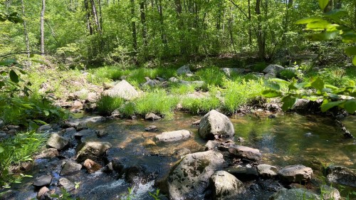 A serene stream flows through a lush green forest, surrounded by rocks and vibrant grass.