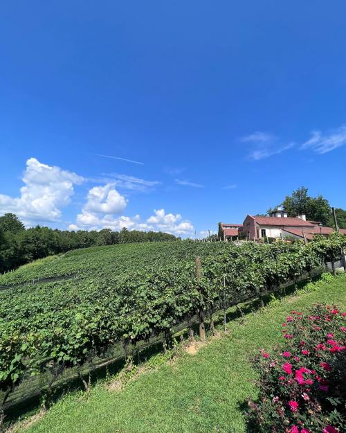 A scenic vineyard under a blue sky, with lush green grapevines and a charming house in the background.