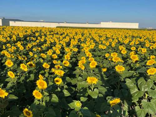 A vibrant field of sunflowers stretches under a clear blue sky, with a white building in the background.