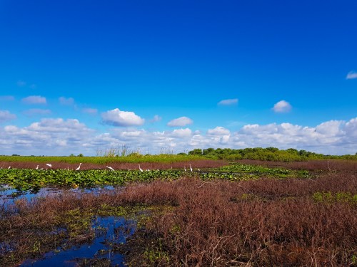 A vibrant wetland scene with green vegetation, purple plants, and a clear blue sky dotted with fluffy clouds.