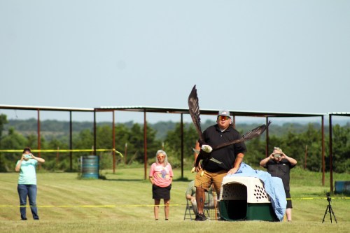 A man releases a bird of prey while spectators watch from a distance, capturing the moment with their phones.