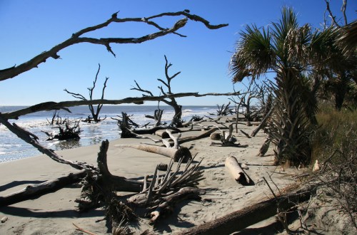 A serene beach scene with driftwood and palm trees under a clear blue sky, waves gently lapping at the shore.