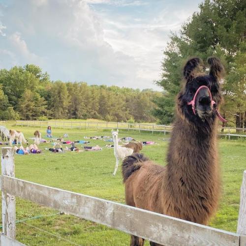 A llama stands in the foreground, with several other llamas and people practicing yoga in the background on a grassy field.