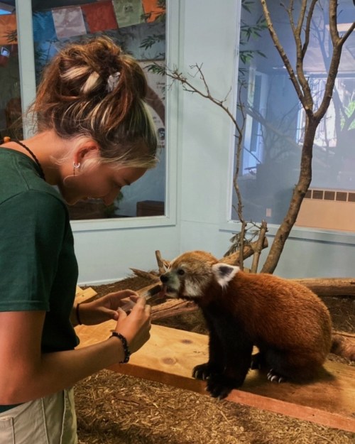 A person feeds a red panda in a zoo setting, surrounded by trees and colorful decorations.