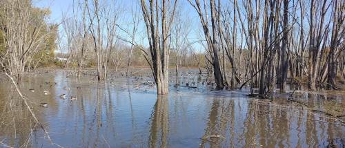 A serene wetland scene with trees and ducks swimming in calm water under a clear blue sky.