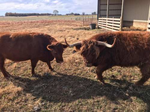Two brown Highland cattle with long horns standing in a grassy field near a barn.