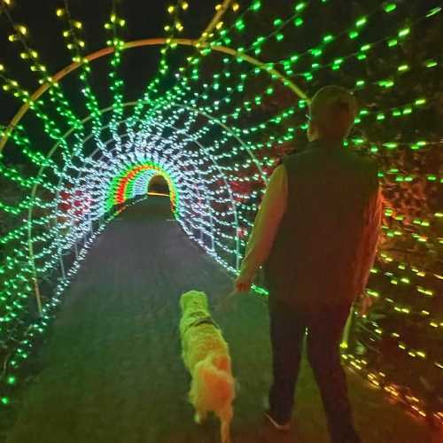 A person walks a dog through a colorful, illuminated tunnel of green and white lights.