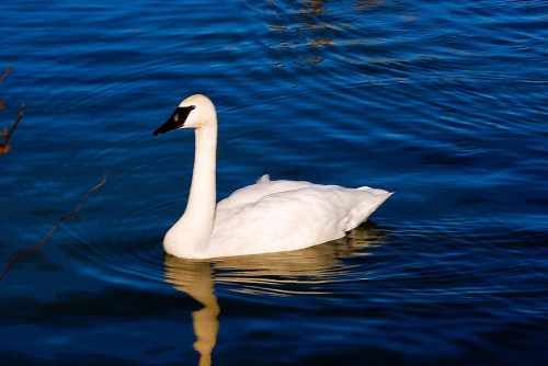 A white swan glides gracefully across a calm blue lake, creating gentle ripples in the water.