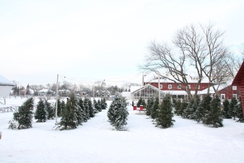 A snowy landscape with evergreen trees, a red barn, and a greenhouse in the background.