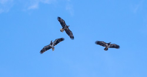 Three birds soaring in a clear blue sky, wings spread wide against the backdrop of clouds.
