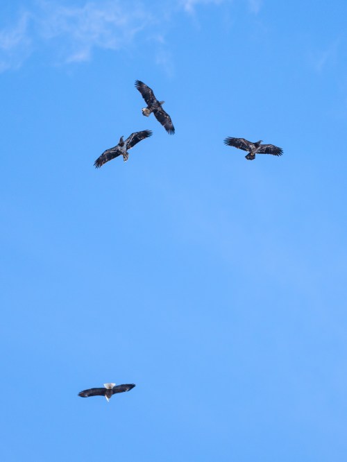 Five birds soaring in a clear blue sky, with one eagle prominently flying below the others.