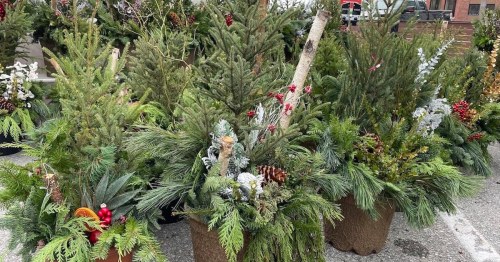 A variety of festive potted greenery, including pine, berries, and decorative elements, arranged outdoors.
