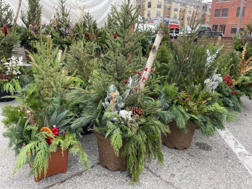 Potted evergreen arrangements with festive decorations, including pinecones and red berries, displayed outdoors.