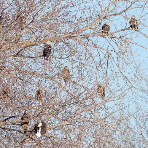 A group of eagles perched on bare branches against a clear blue sky.