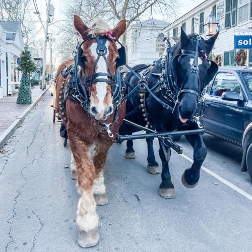 Two horses in harness walking down a street, with festive decorations on nearby buildings and a parked car in the background.